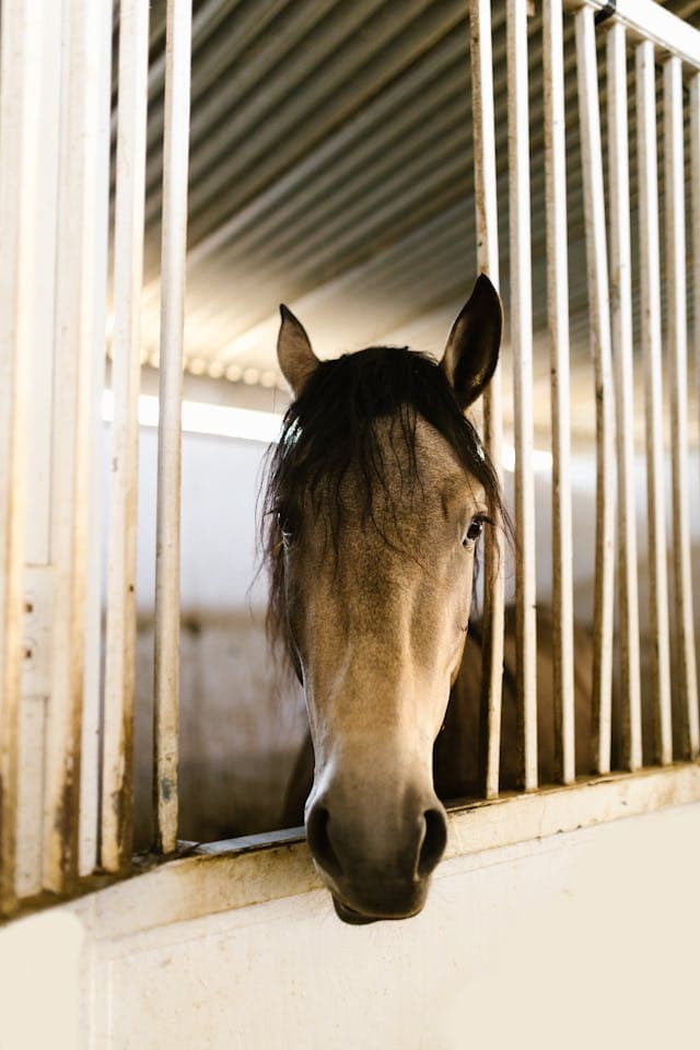 Pferd schaut aus seiner Box im Stall